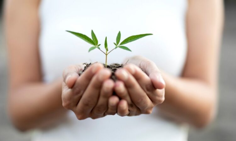 Nopeakasvuisen pensasaidan istutus: tiivis näkösuoja nopeasti