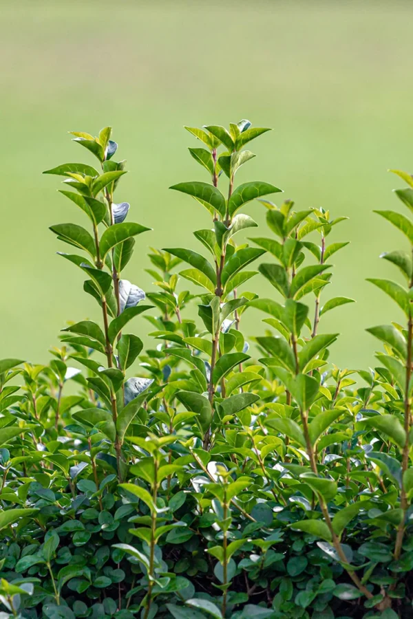 Soikkolikusteri Juuripaakku Tuuhea 225cm - Image 3