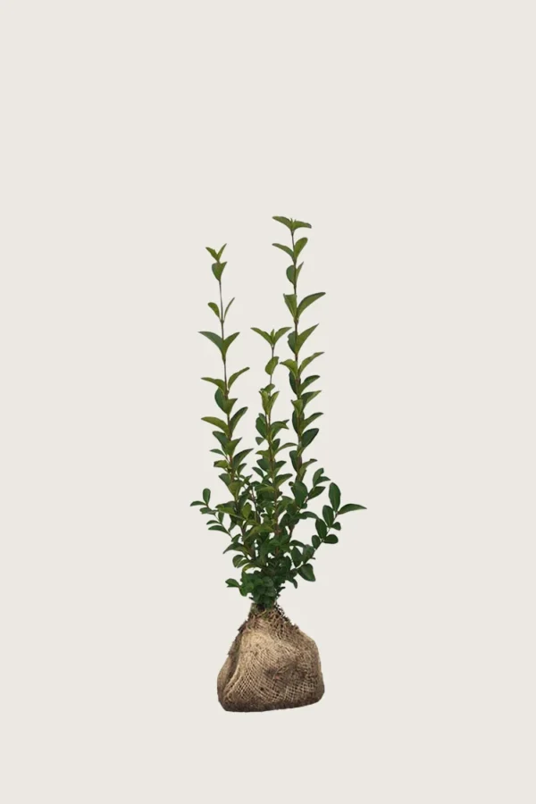 Soikkolikusteri Juuripaakku Outlet 60cm